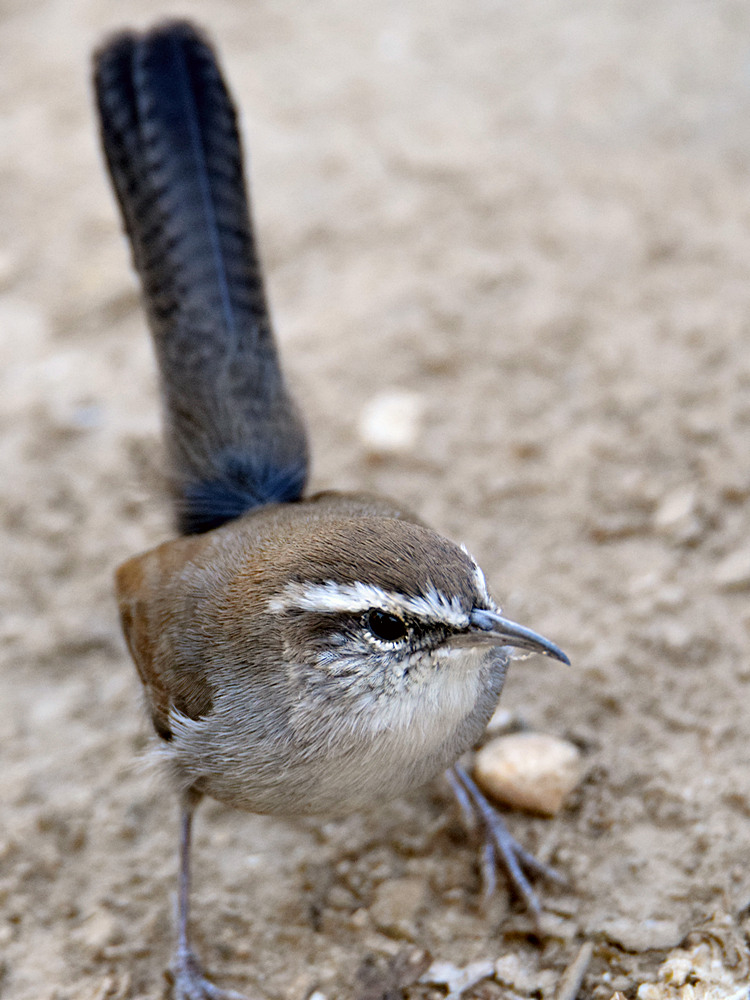 Wren.jpg