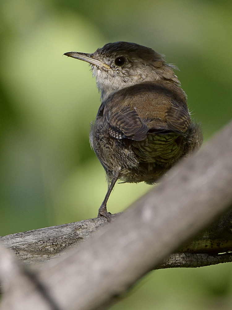 Wren.jpg