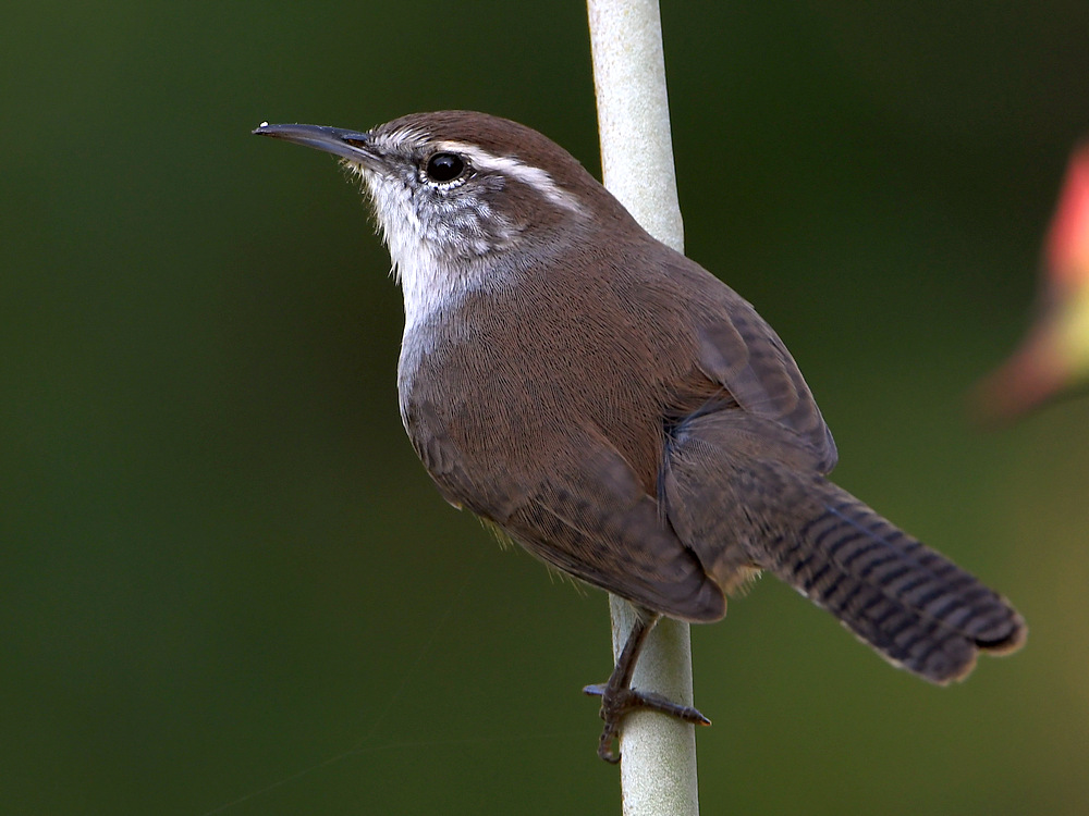 Wren.jpg