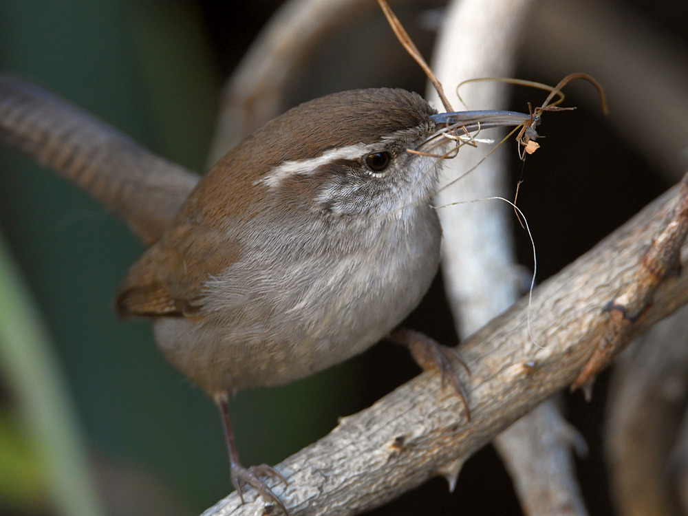 Wren.jpg