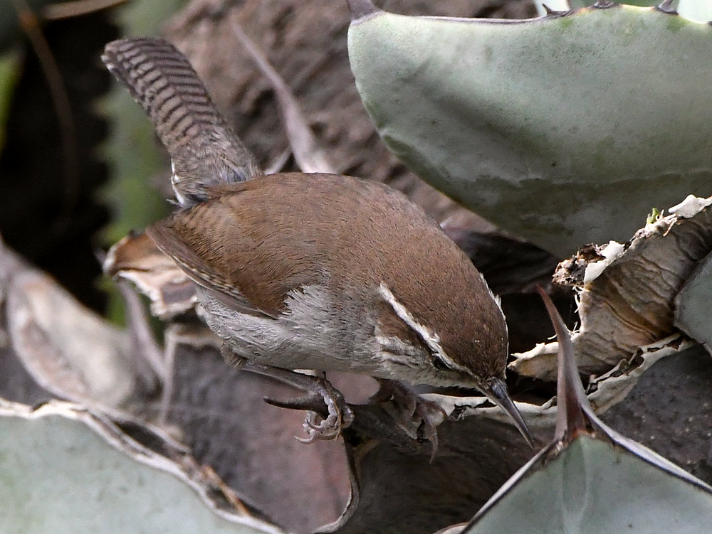Wren.jpg