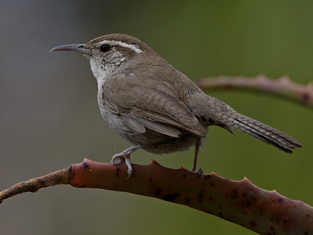 Wren.jpg