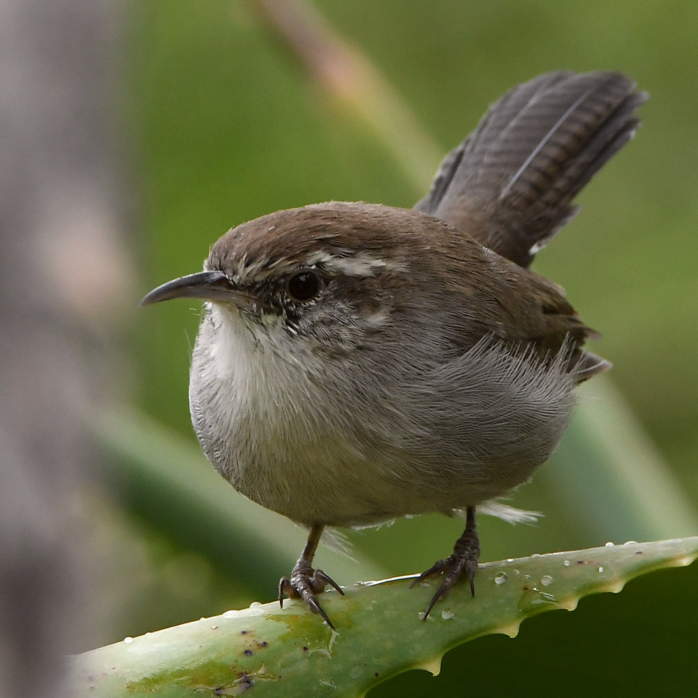 Wren.jpg
