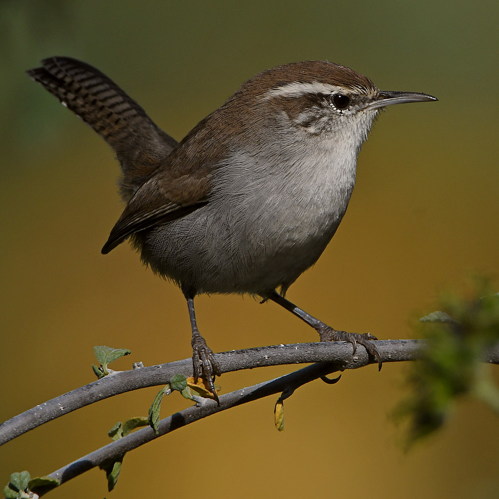 Wren.jpg