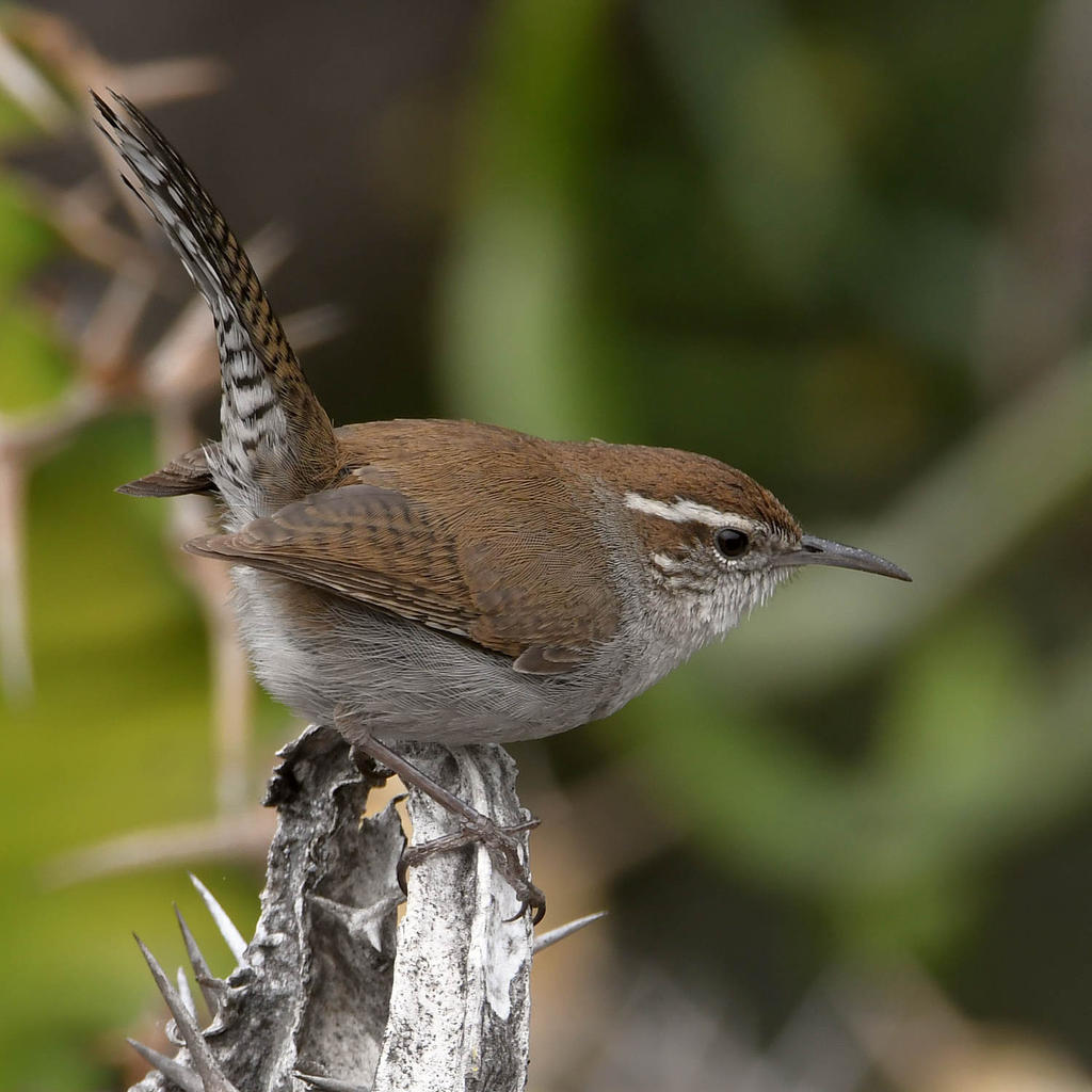 Wren.jpg