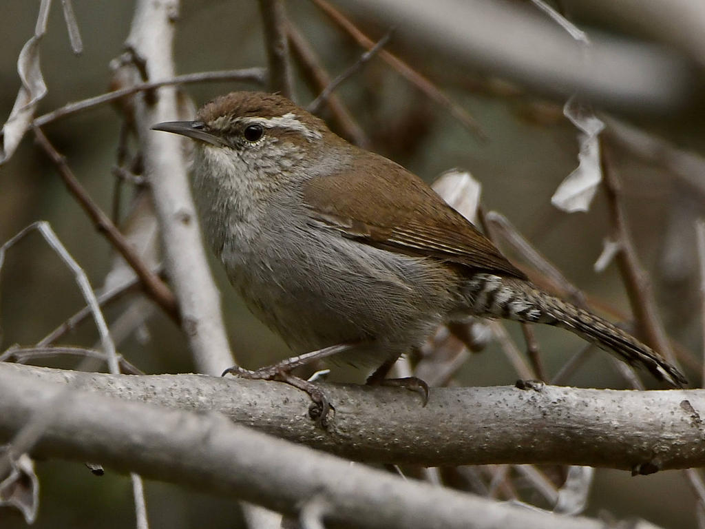 Wren.jpg