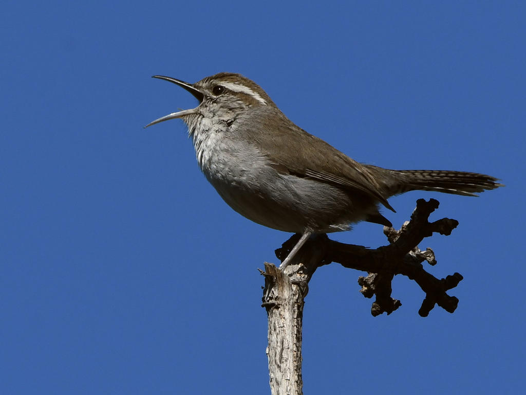 Wren.jpg
