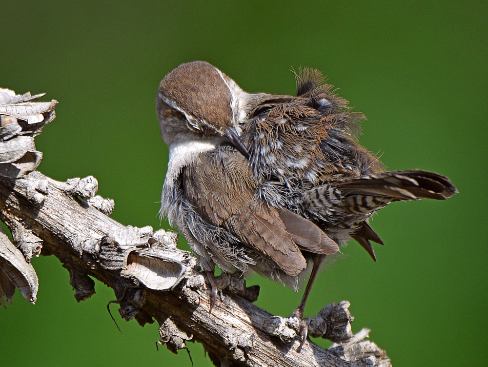 Wren10.jpg