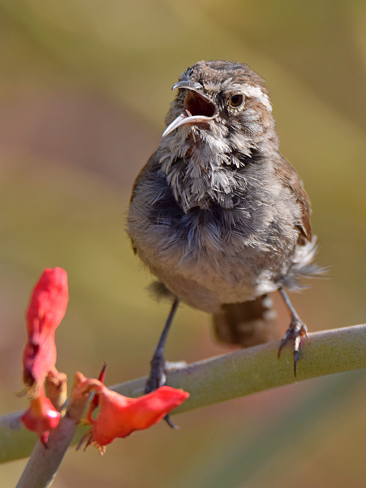 Wren10.jpg