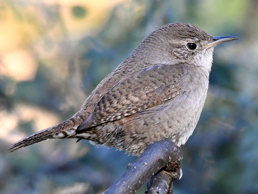 Wren10.jpg