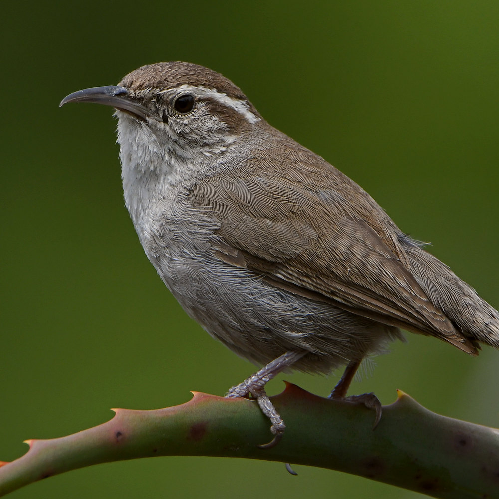 Wren10.jpg