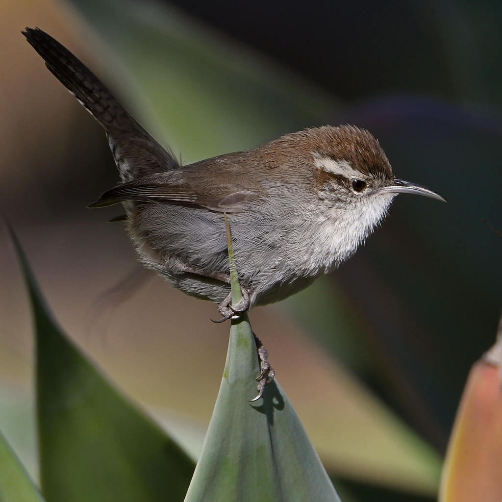Wren10.jpg