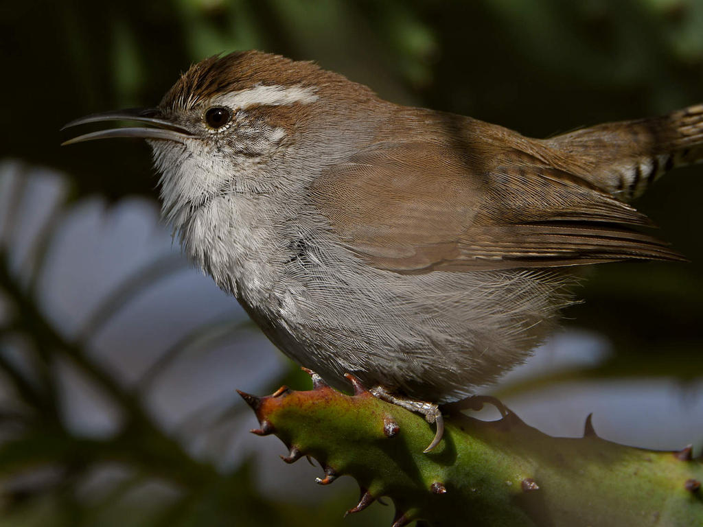Wren10.jpg