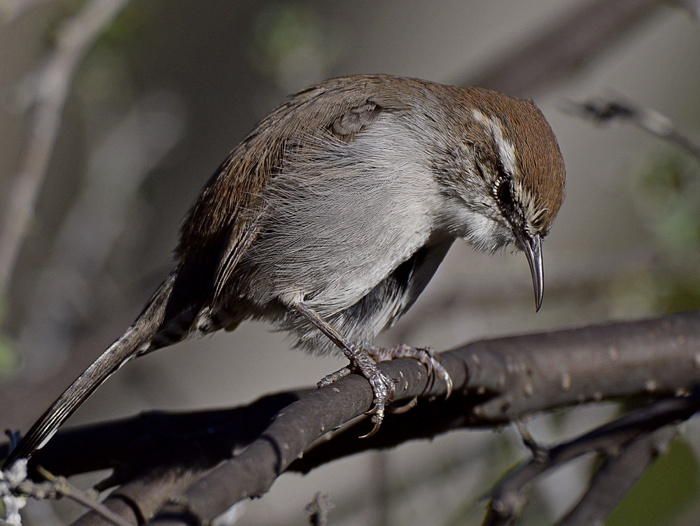 Wren11.jpg