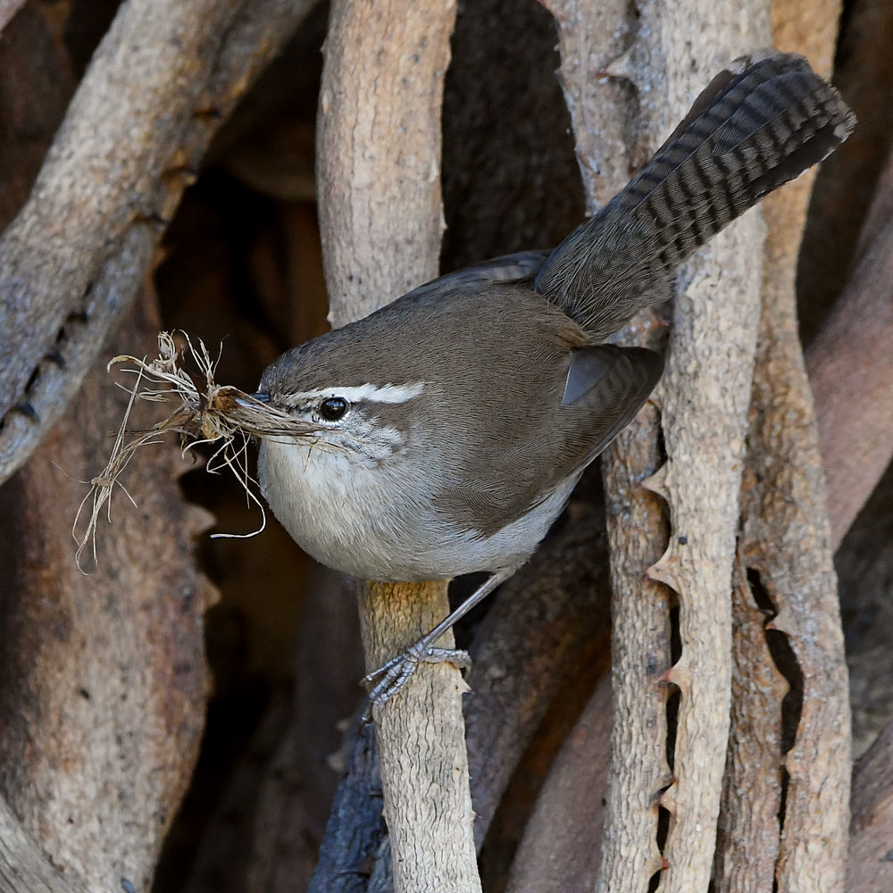 Wren11.jpg