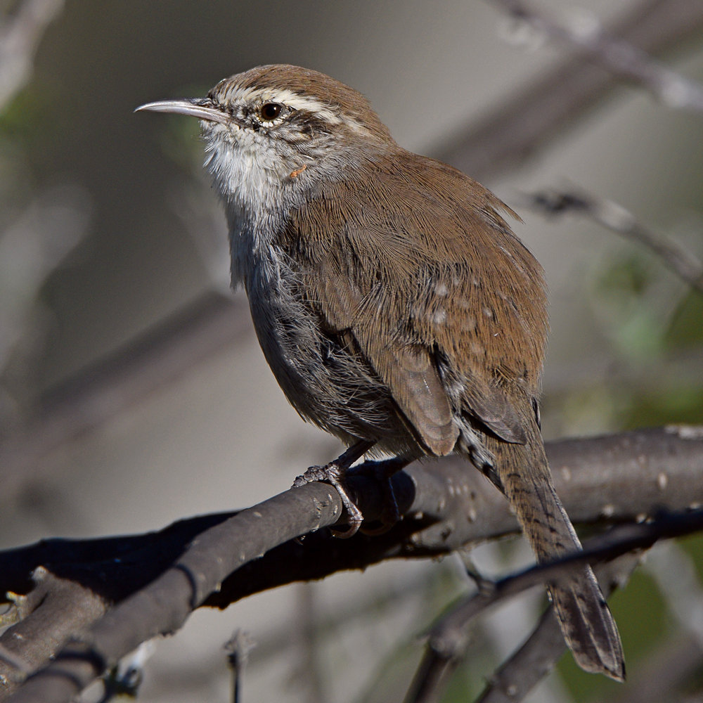 Wren12.jpg
