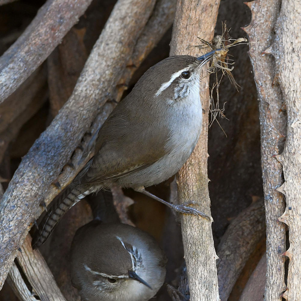 Wren13.jpg