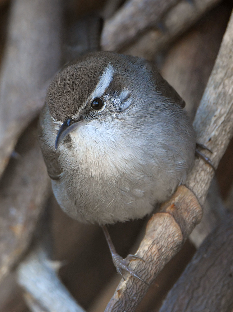 Wren14.jpg