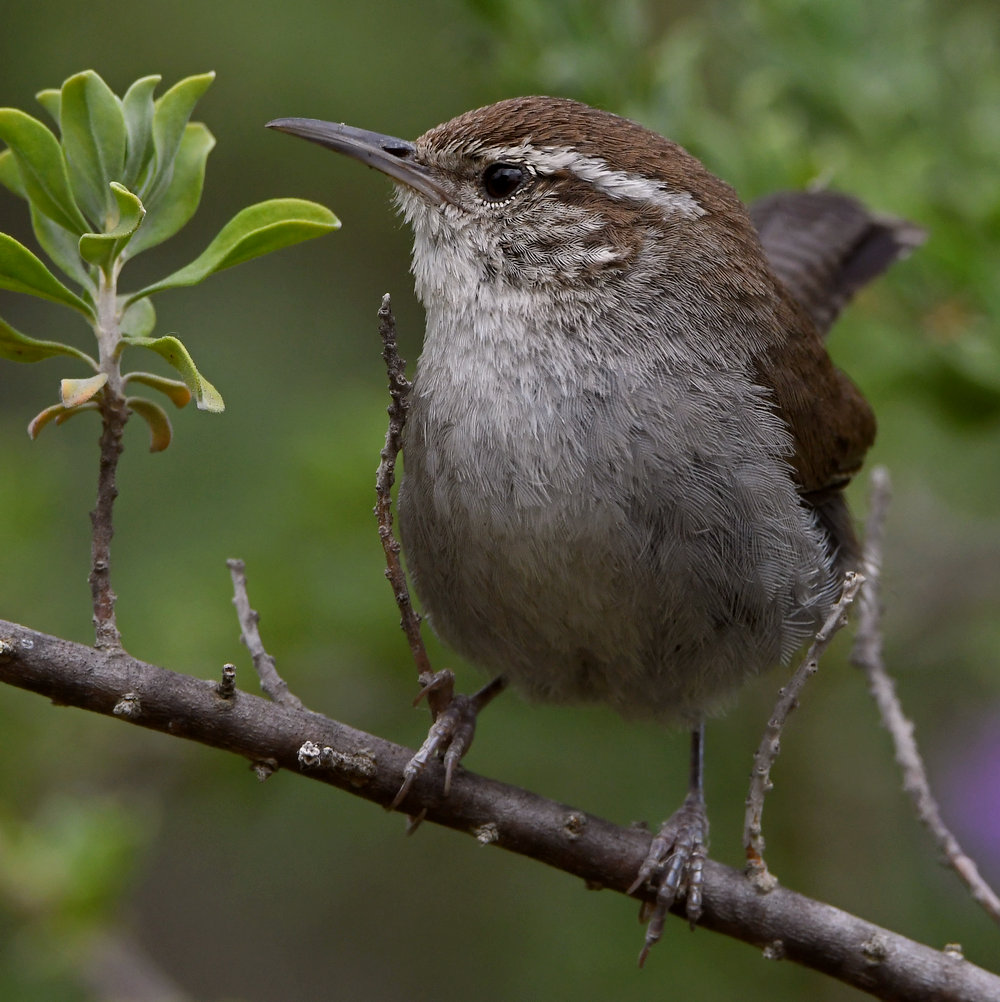 Wren14.jpg
