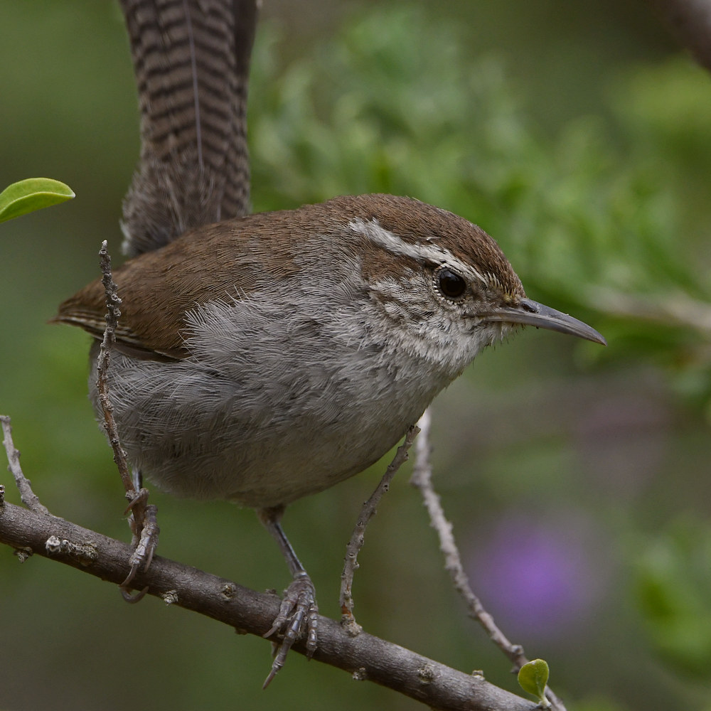 Wren15.jpg