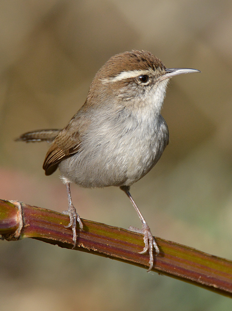 Wren16.jpg