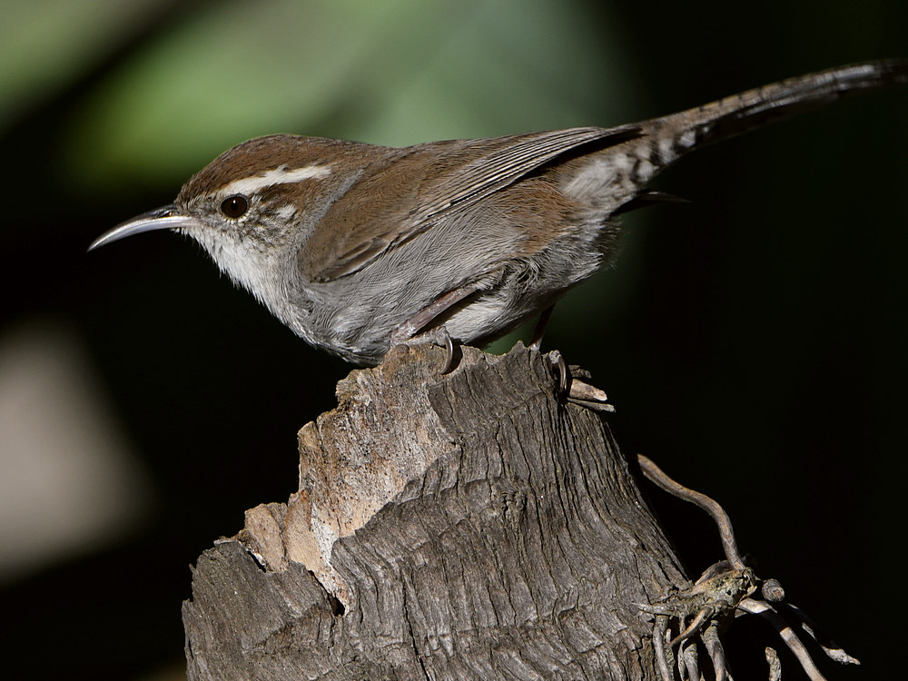 Wren16.jpg