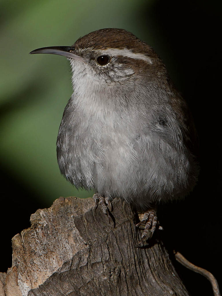 Wren18.jpg
