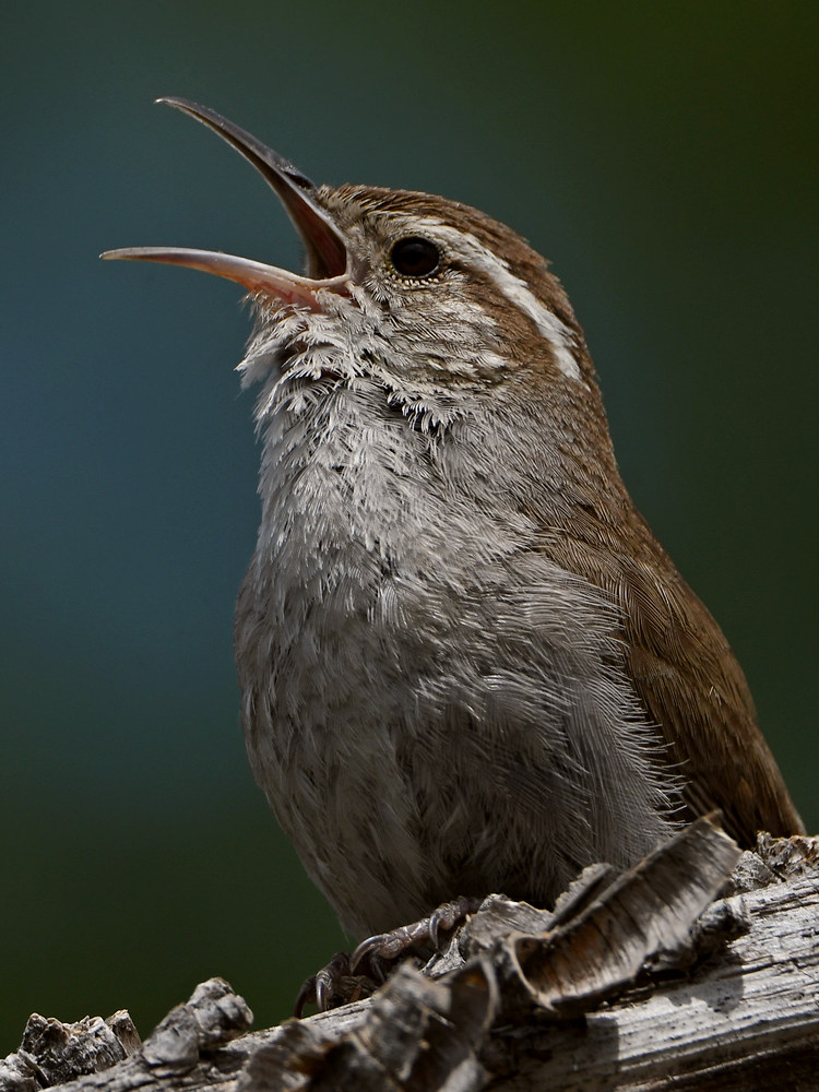 Wren19.jpg