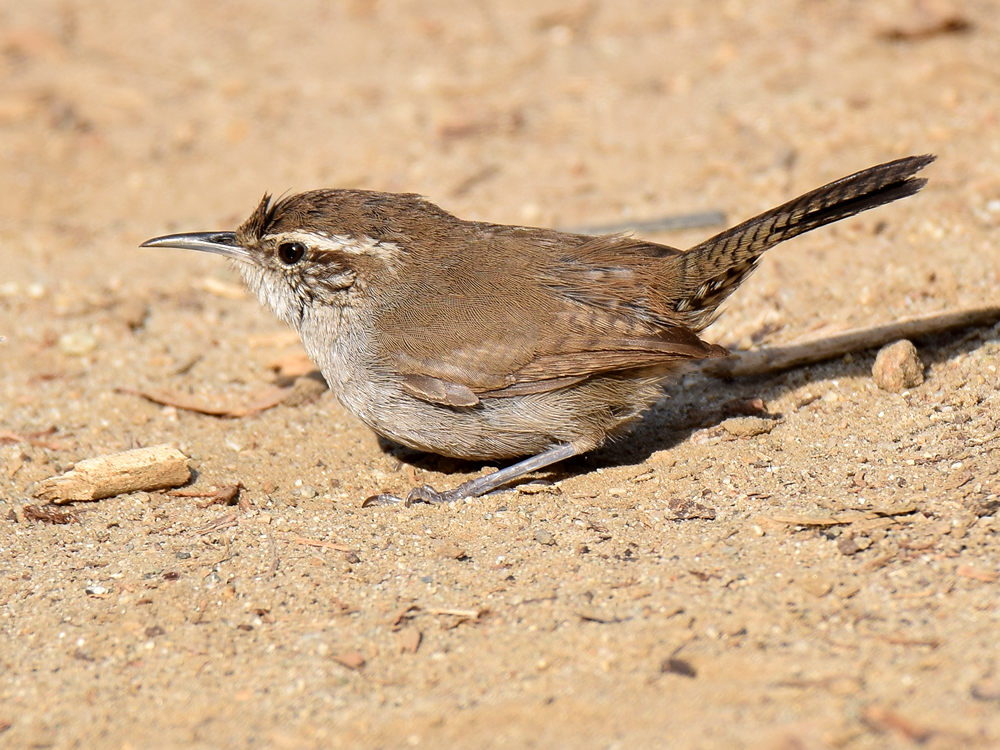 Wren2.jpg