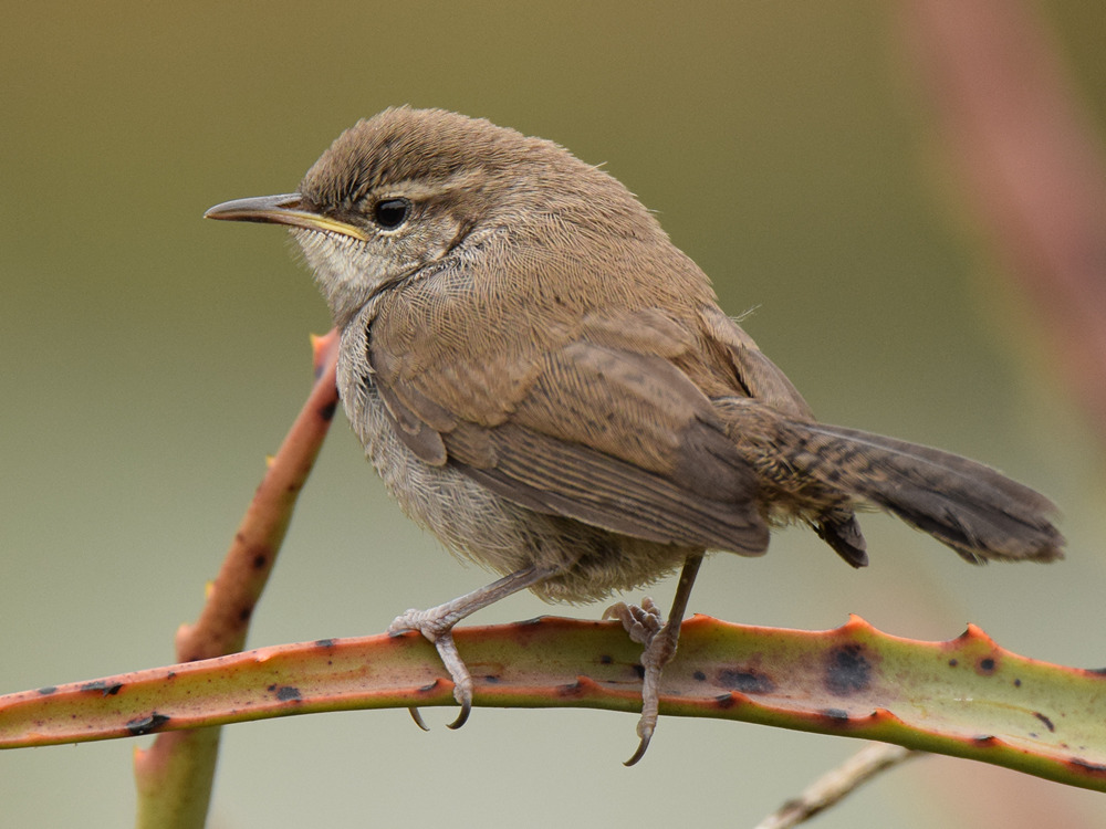 Wren2.jpg