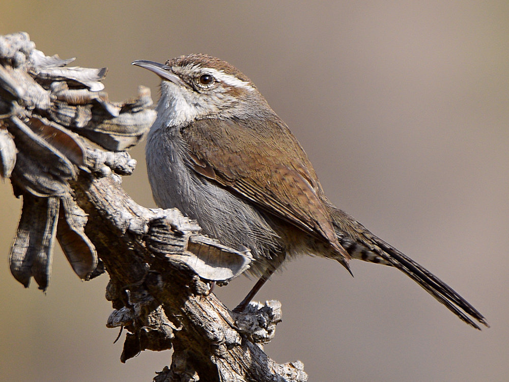 Wren2.jpg