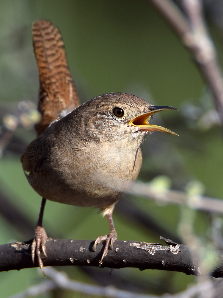 Wren2.jpg