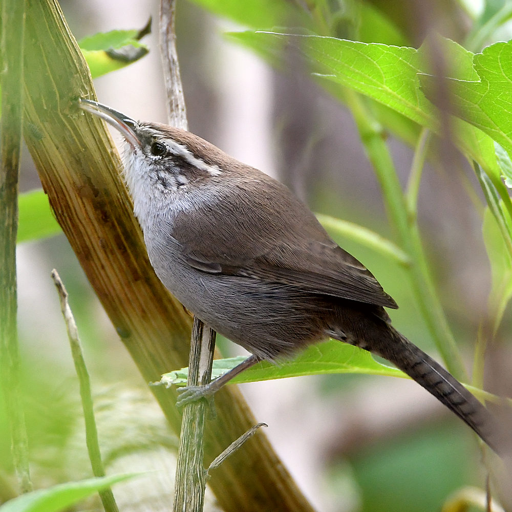 Wren2.jpg
