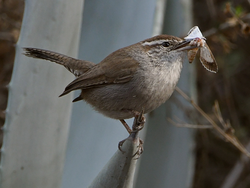 Wren2.jpg