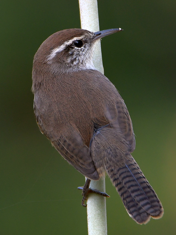 Wren2.jpg
