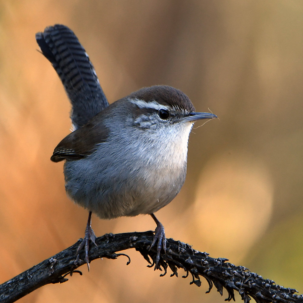 Wren2.jpg