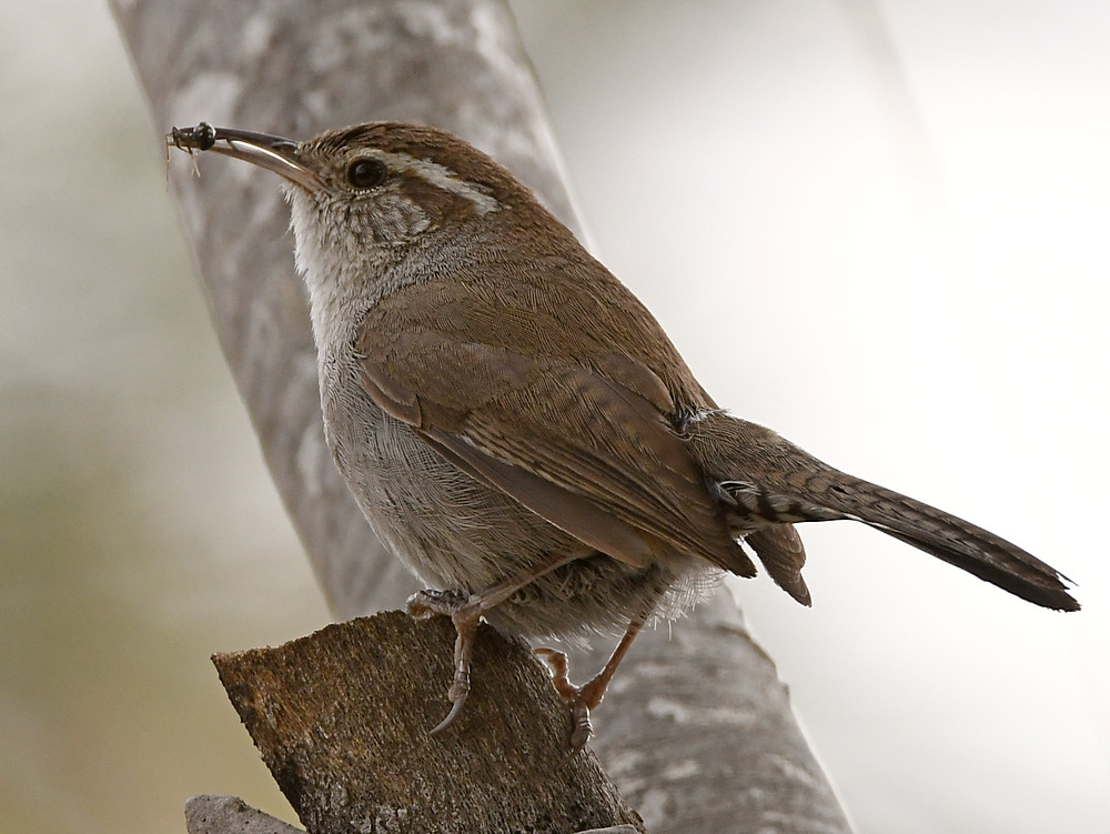 Wren2.jpg