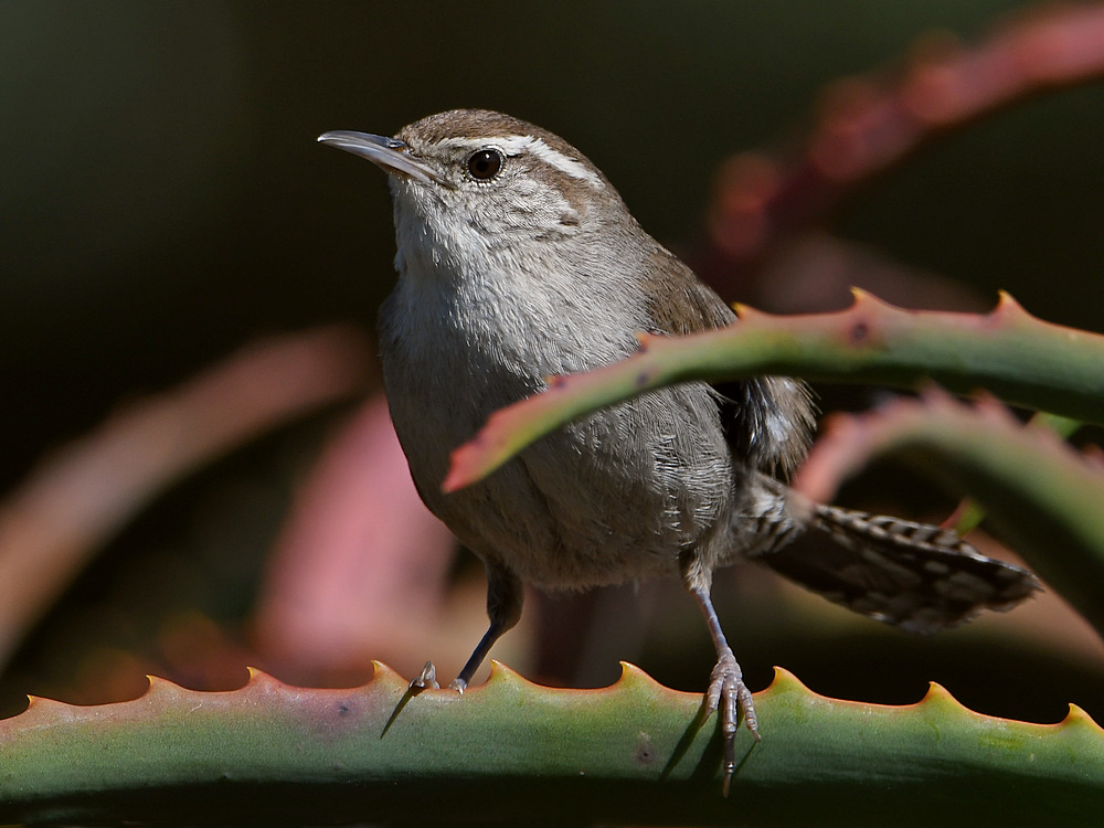 Wren2.jpg