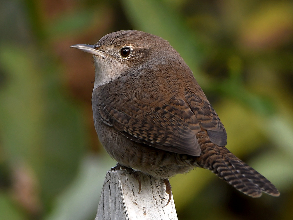 Wren2.jpg