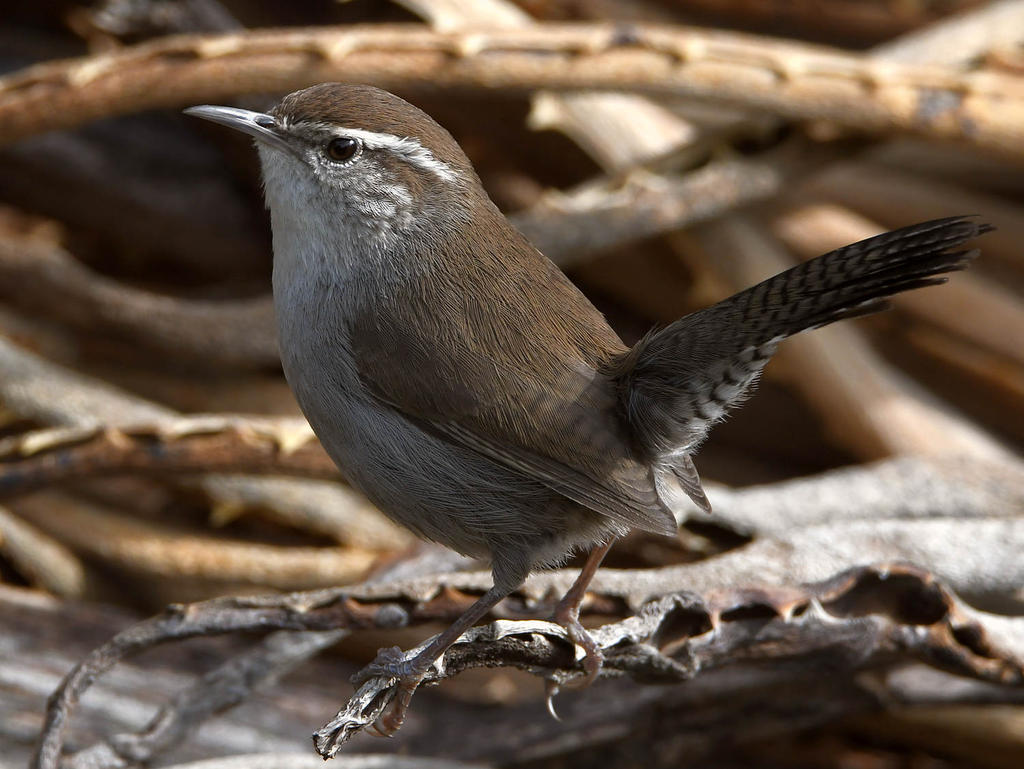 Wren2.jpg