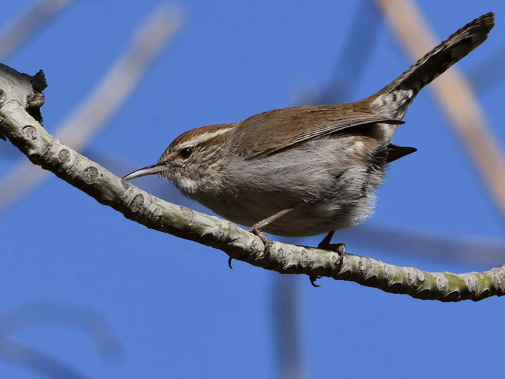 Wren2.jpg