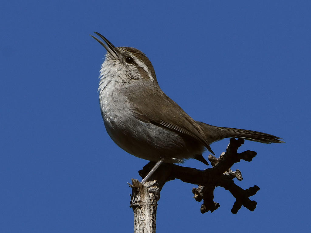 Wren2.jpg