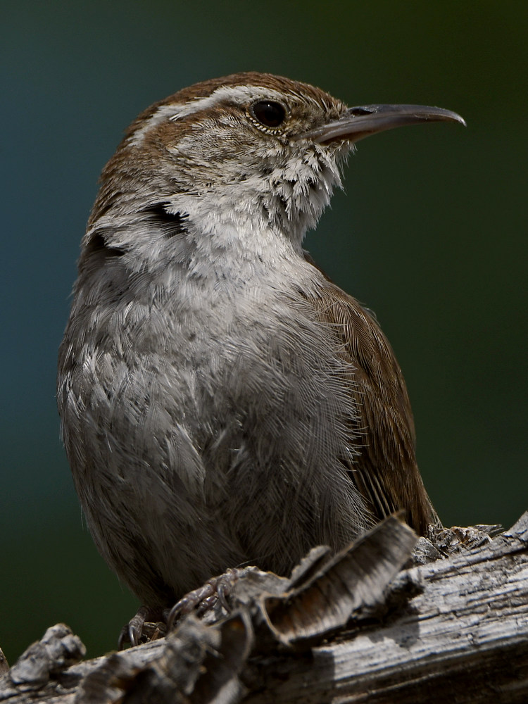 Wren20.jpg