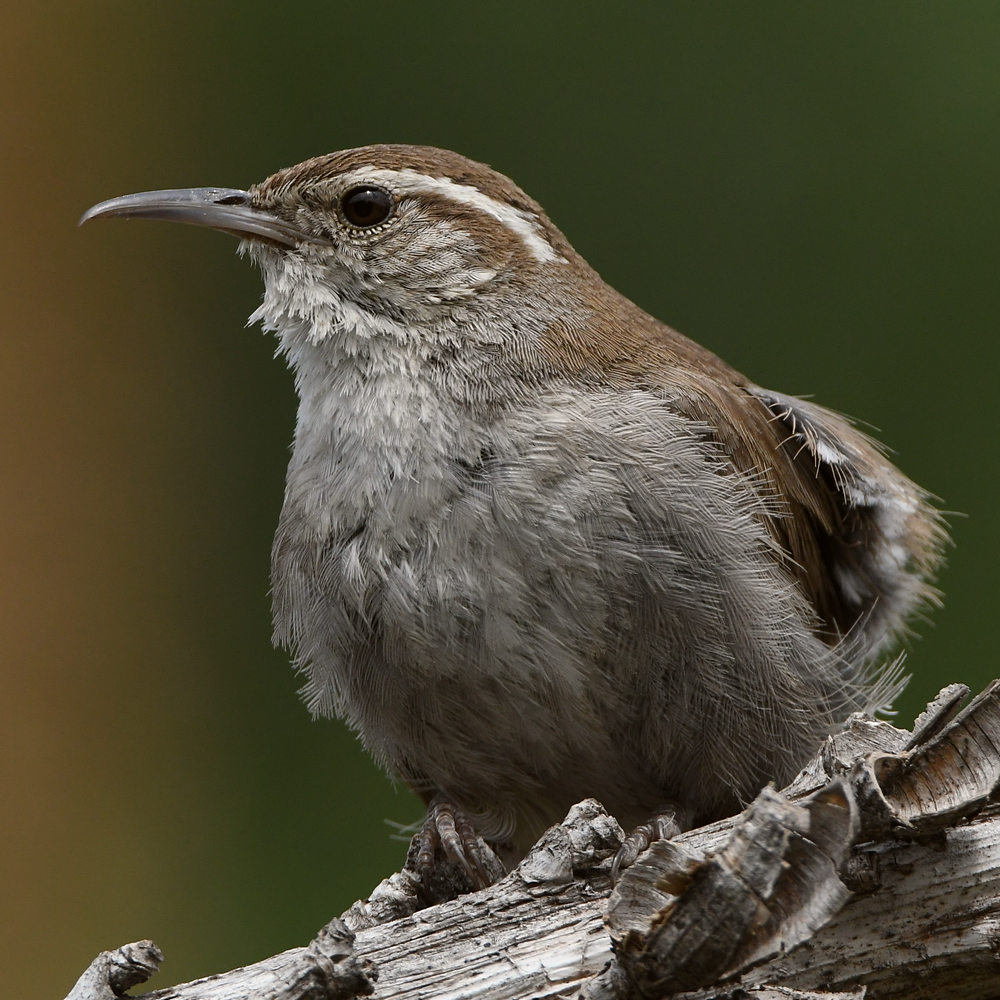 Wren26.jpg
