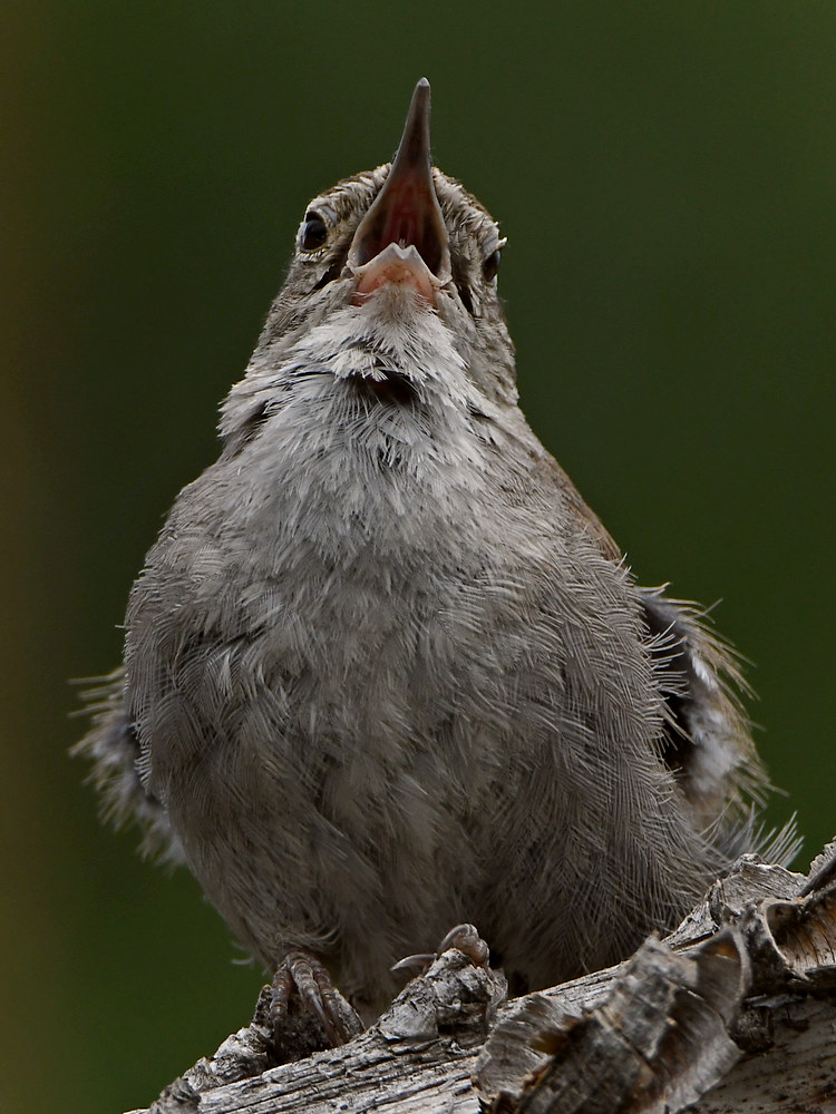 Wren27.jpg