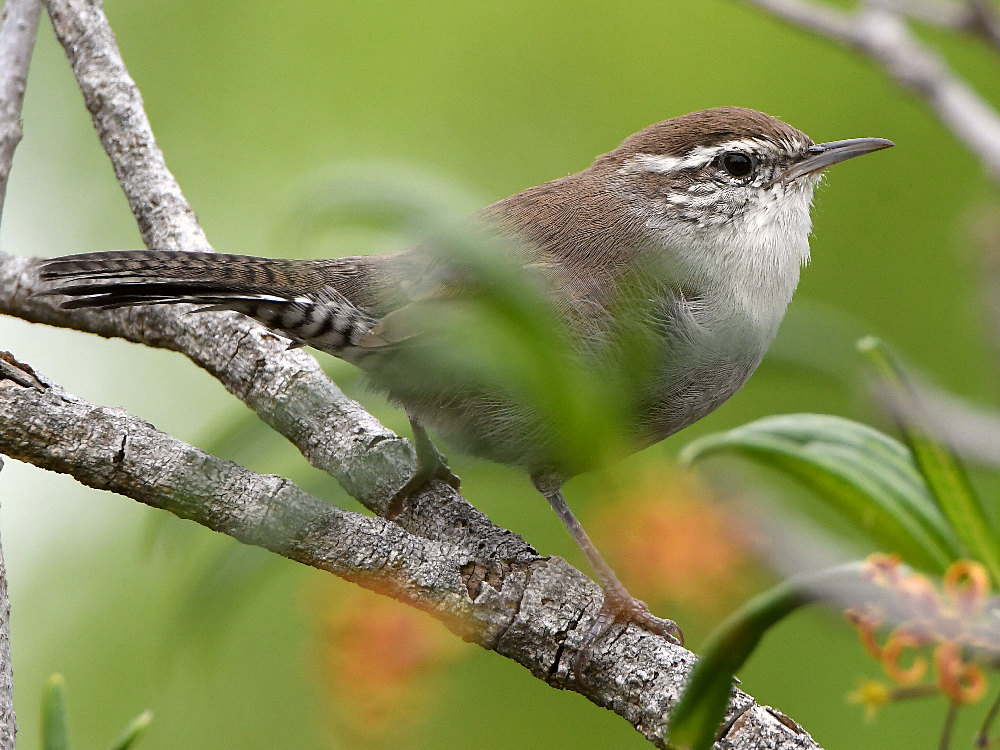 Wren2_2017_08_20.jpg
