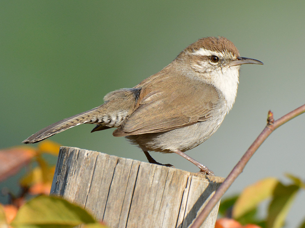 Wren3.jpg