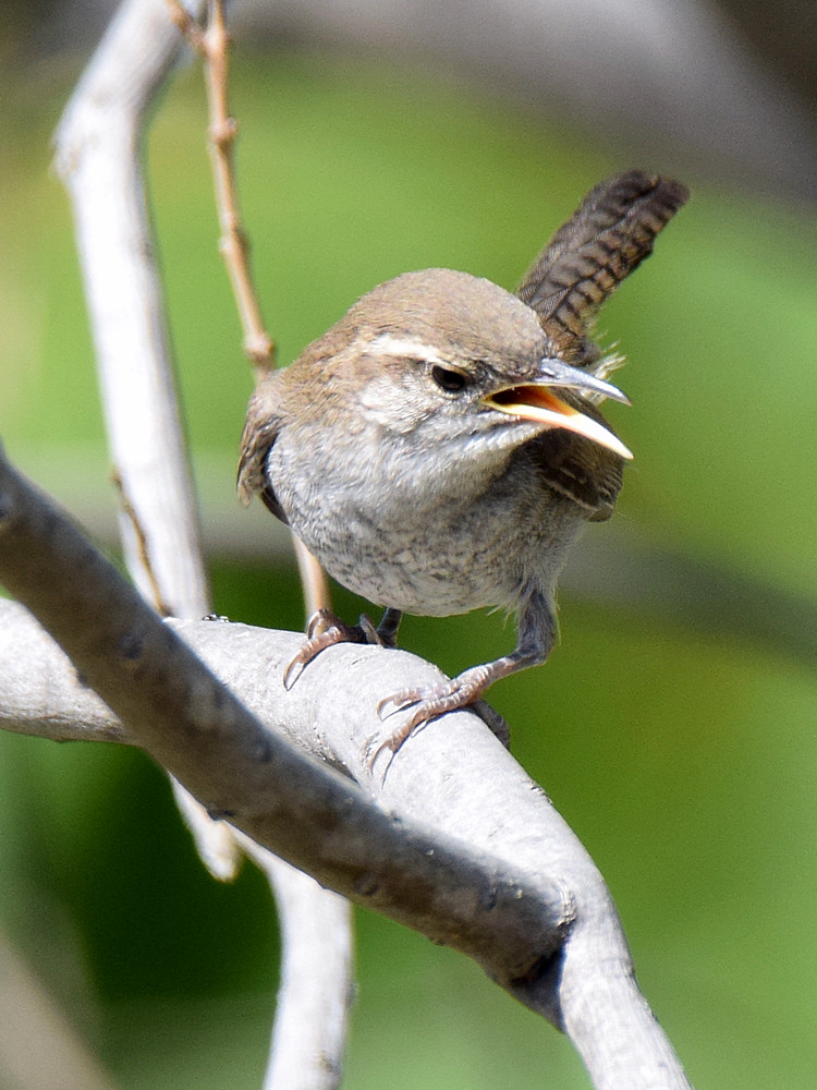Wren3.jpg