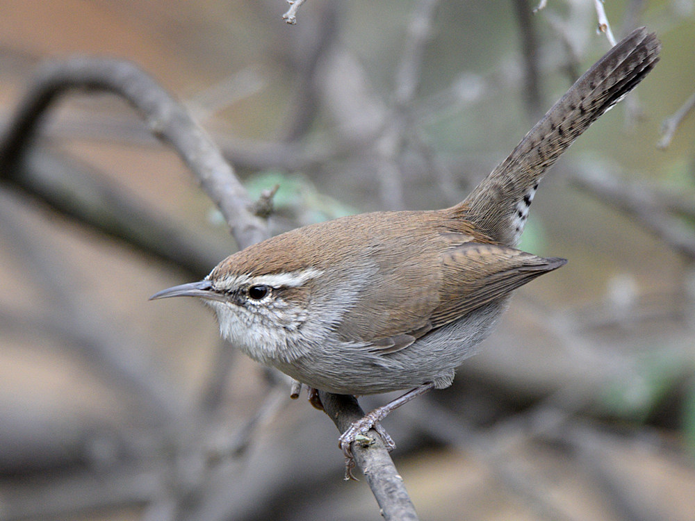 Wren3.jpg