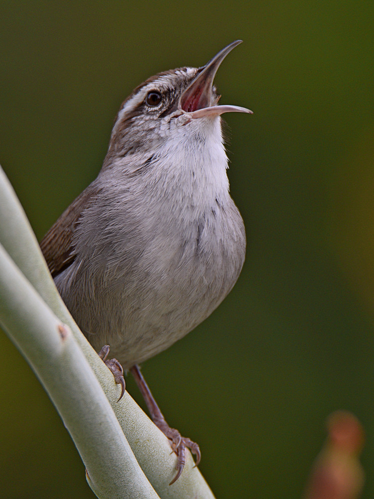 Wren3.jpg